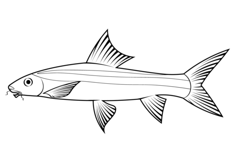 Flying Fox Fish (Epalzeorhynchos Kalopterus) Coloring Page